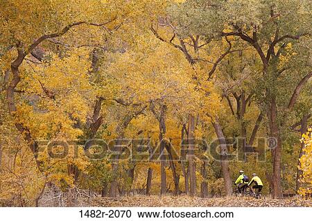 Two cyclists in a cottonwood forest, The Grotto, Zion National Park, Utah, USA View Large Photo Image Stock Image - Two cyclists in a cottonwood forest, The Grotto, Zion National Park, Utah, USA. Fotosearch