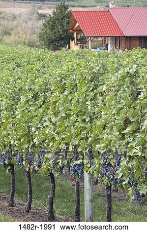 Vineyards, Osoyoos, British Columbia, Canada View Large Photo Image Stock Image - Vineyards, Osoyoos, British Columbia, Canada. Fotosearch