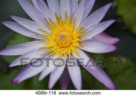 Water lily in a pond View Large Photo Image Stock Photo - Water lily in a pond. Fotosearch