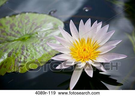 Water lily in a pond View Large Photo Image Stock Photo - Water lily in a pond. Fotosearch