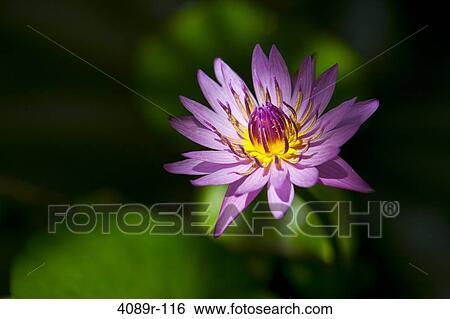 Water lily in a pond View Large Photo Image Stock Photograph - Water lily in a pond. Fotosearch