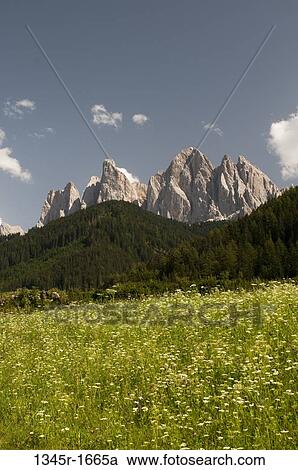Wildflowers with mountain range on a landscape, Geisler Gruppe, Funes Valley, Dolomites, Trentino-Alto-Adige, Italy View Large Photo Image Stock Image - Wildflowers with mountain range on a landscape, Geisler Gruppe, Funes Valley, Dolomites, Trentino-Alto-Adige, Italy. Fotosearch