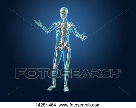 X-Ray view of a human skeleton View Large Photo Image Picture - X-Ray view of a human skeleton. Fotosearch