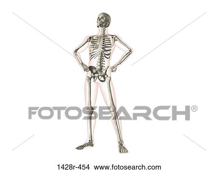 X-ray view of a human skeleton posing View Large Photo Image Picture - X-ray view of a human skeleton posing. Fotosearch