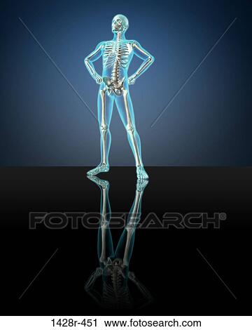 X-ray view of a human skeleton posing View Large Photo Image Stock Image - X-ray view of a human skeleton posing. Fotosearch