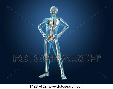 X-ray view of a human skeleton posing View Large Photo Image Stock Image - X-ray view of a human skeleton posing. Fotosearch