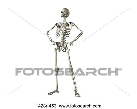 Stock Image - X-ray view of a human skeleton posing. Fotosearch