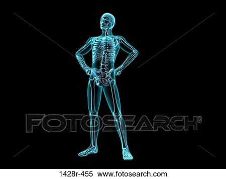Stock Photography - X-ray view of a human skeleton posing. Fotosearch