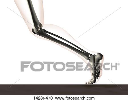 X-ray view of a human's leg in running position View Large Photo Image Stock Image - X-ray view of a human's leg in running position. Fotosearch