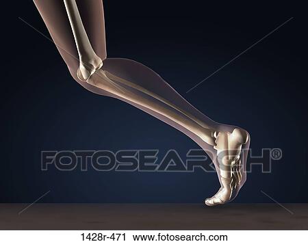 X-ray view of a human's leg in running position View Large Photo Image Stock Image - X-ray view of a human's leg in running position. Fotosearch