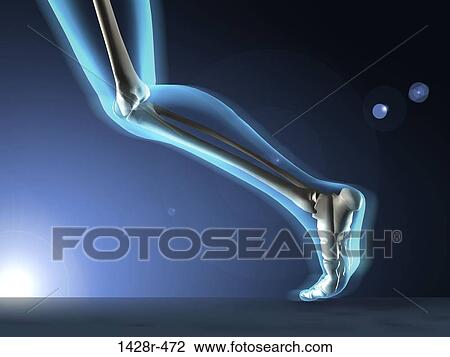 X-ray view of a human's leg in running position View Large Photo Image Stock Image - X-ray view of a human's leg in running position. Fotosearch