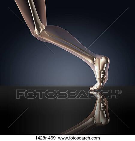 Stock Photo - X-ray view of a human's leg in running position. Fotosearch