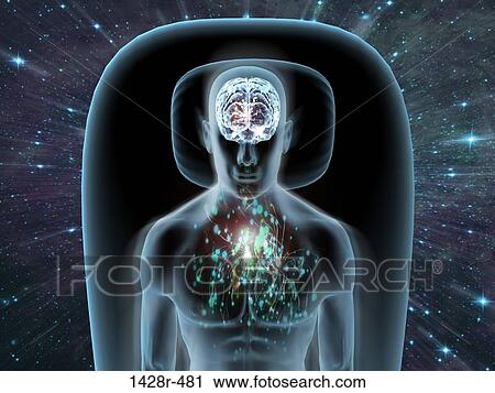 X-ray view of a man dreaming with view of brain and chest View Large Photo Image Stock Image - X-ray view of a man dreaming with view of brain and chest. Fotosearch