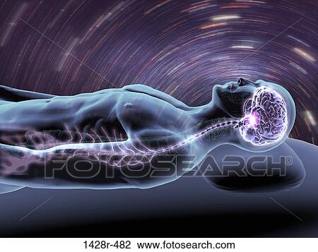 X-ray view of a man dreaming with view of brain and spinal cord View Large Photo Image Stock Image - X-ray view of a man dreaming with view of brain and spinal cord. Fotosearch