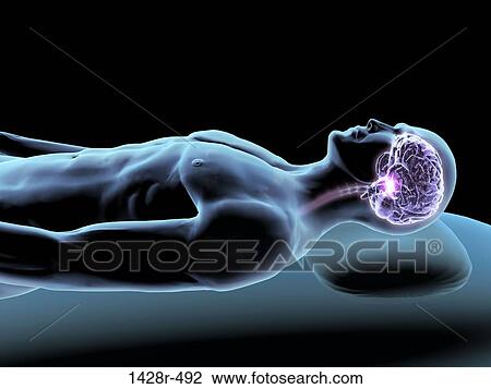 X-ray view of a man dreaming with view of brain and spinal cord View Large Photo Image Stock Image - X-ray view of a man dreaming with view of brain and spinal cord. Fotosearch