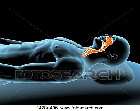 Stock Photograph - X-ray view of a man resting with red highlighted nasal sinus and throat. Fotosearch