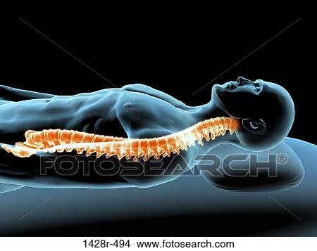 X-ray view of a man resting with view of spinal column View Large Photo Image Picture - X-ray view of a man resting with view of spinal column. Fotosearch