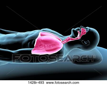 X-ray view of a man resting with view of lungs View Large Photo Image Stock Image - X-ray view of a man resting with view of lungs. Fotosearch