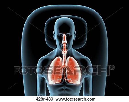X-ray view of a man resting with view of lungs View Large Photo Image Stock Photo - X-ray view of a man resting with view of lungs. Fotosearch