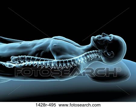 X-ray view of a man resting with view of spinal column View Large Photo Image Stock Photography - X-ray view of a man resting with view of spinal column. Fotosearch