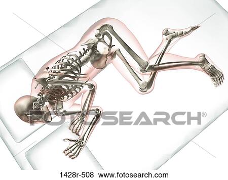 X-ray view of a man sleeping View Large Photo Image Stock Photo - X-ray view of a man sleeping. Fotosearch