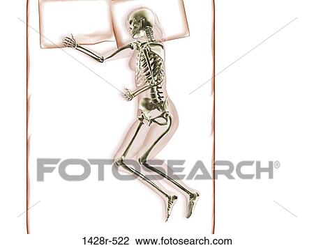 Stock Image - X-ray view of a woman sleeping. Fotosearch