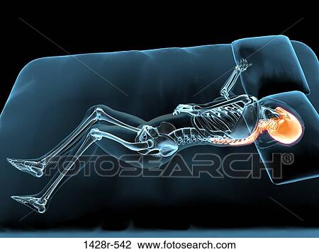 Stock Image - X-ray view of a woman sleeping with brain, skull and spine highlighted. Fotosearch