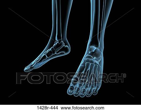 X-ray view of foot bones View Large Photo Image Picture - X-ray view of foot bones. Fotosearch