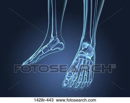 X-ray view of foot bones View Large Photo Image Stock Image - X-ray view of foot bones. Fotosearch