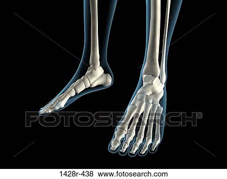 X-ray view of foot bones View Large Photo Image Stock Photo - X-ray view of foot bones. Fotosearch