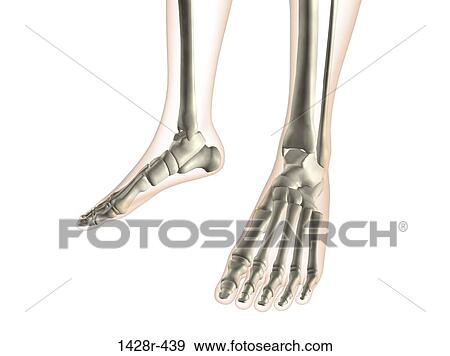 X-ray view of foot bones View Large Photo Image Stock Photo - X-ray view of foot bones. Fotosearch
