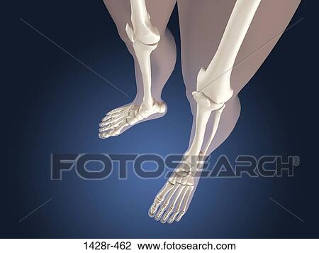 X-ray view of knees View Large Photo Image Stock Image - X-ray view of knees. Fotosearch