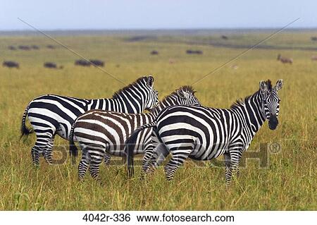 Stock Photograph - Zebras standing in a field, Masai Mara National Reserve, Kenya. Fotosearch