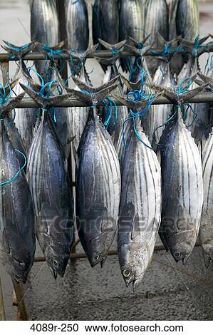 Pacific Bonitoes hanging at an outdoor fish market, Tahiti, French Polynesia View Large Photo Image Stock Image - Pacific Bonitoes hanging at an outdoor fish market, Tahiti, French Polynesia. Fotosearch