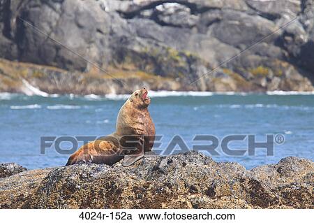 Stock Image - Steller Sea lions (Eumetopias jubatus) resting on a coast, Inside Passage, Icy Strait, Alaska, USA. Fotosearch