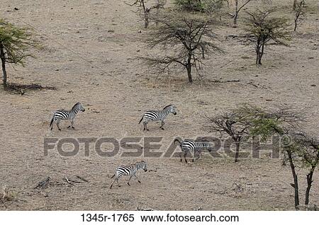 Africa, Kenya, Masai Mara, aerial view of Zebras (Equus quagga) in savannah View Large Photo Image Stock Photography - Africa, Kenya, Masai Mara, aerial view of Zebras (Equus quagga) in savannah. Fotosearch