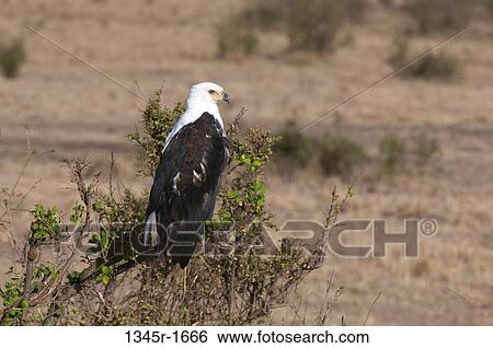 Africa, Kenya, Masai Mara, African Fish Eagle (Haliaeetus vocifer) perching on branch View Large Photo Image Stock Photograph - Africa, Kenya, Masai Mara, African Fish Eagle (Haliaeetus vocifer) perching on branch. Fotosearch