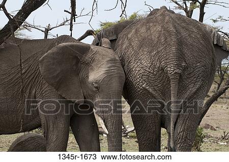 Africa, Kenya, Masai Mara, African Elephants (Loxodonta africana) View Large Photo Image Stock Image - Africa, Kenya, Masai Mara, African Elephants (Loxodonta africana). Fotosearch