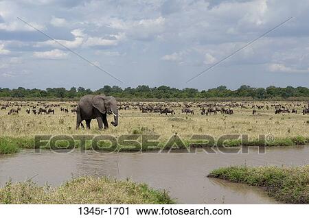 Stock Image - Africa, Kenya, Masai Mara, African Elephants (Loxodonta africana) in savannah. Fotosearch