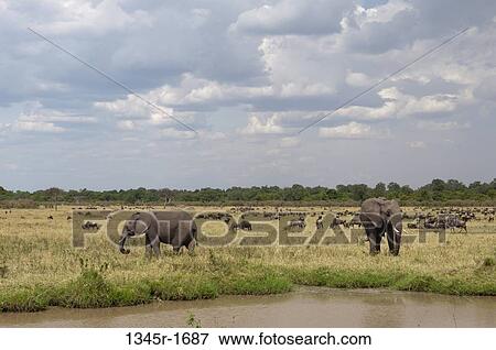 Stock Photo - Africa, Kenya, Masai Mara, African Elephants (Loxodonta africana) in savannah. Fotosearch
