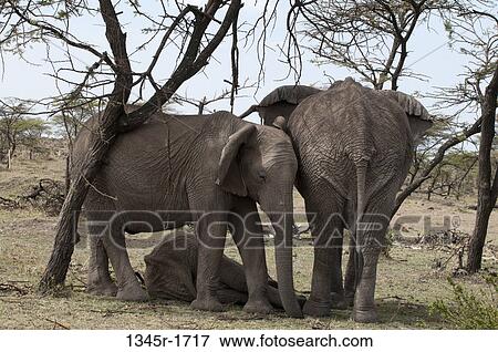 Africa, Kenya, Masai Mara, African Elephants (Loxodonta africana) View Large Photo Image Stock Photo - Africa, Kenya, Masai Mara, African Elephants (Loxodonta africana). Fotosearch