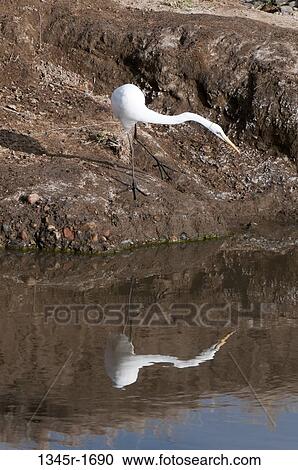 Africa, Kenya, Masai Mara, bird standing on river edge View Large Photo Image Stock Image - Africa, Kenya, Masai Mara, bird standing on river edge. Fotosearch