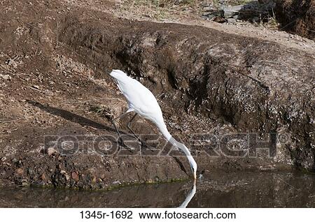 Africa, Kenya, Masai Mara, bird drinking water View Large Photo Image Stock Image - Africa, Kenya, Masai Mara, bird drinking water. Fotosearch