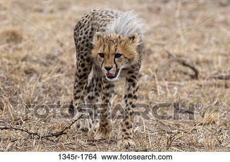 Africa, Kenya, Masai Mara, Cheetah (Acinonyx jubatus) View Large Photo Image Picture - Africa, Kenya, Masai Mara, Cheetah (Acinonyx jubatus). Fotosearch