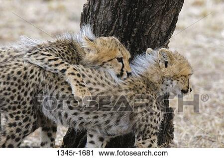 Stock Image - Africa, Kenya, Masai Mara, Cheetah (Acinonyx jubatus). Fotosearch