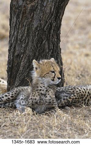 Africa, Kenya, Masai Mara, Cheetah (Acinonyx jubatus) lying under tree View Large Photo Image Stock Image - Africa, Kenya, Masai Mara, Cheetah (Acinonyx jubatus) lying under tree. Fotosearch