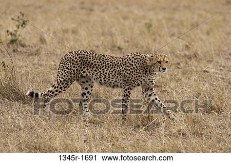 Africa, Kenya, Masai Mara, Cheetah (Acinonyx jubatus) View Large Photo Image Stock Image - Africa, Kenya, Masai Mara, Cheetah (Acinonyx jubatus). Fotosearch