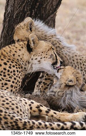 Africa, Kenya, Masai Mara, Cheetah family (Acinonyx jubatus) View Large Photo Image Stock Photo - Africa, Kenya, Masai Mara, Cheetah family (Acinonyx jubatus). Fotosearch