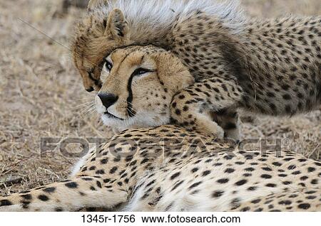 Africa, Kenya, Masai Mara, Cheetah (Acinonyx jubatus) family View Large Photo Image Stock Photograph - Africa, Kenya, Masai Mara, Cheetah (Acinonyx jubatus) family. Fotosearch