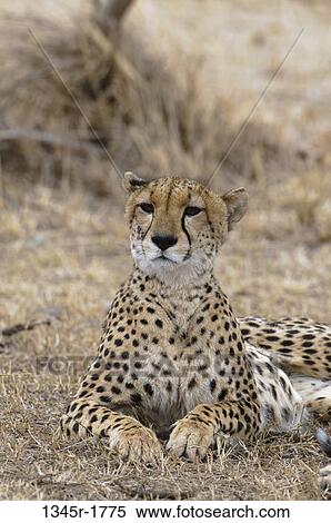 Stock Photography - Africa, Kenya, Masai Mara, Cheetah (Acinonyx jubatus). Fotosearch